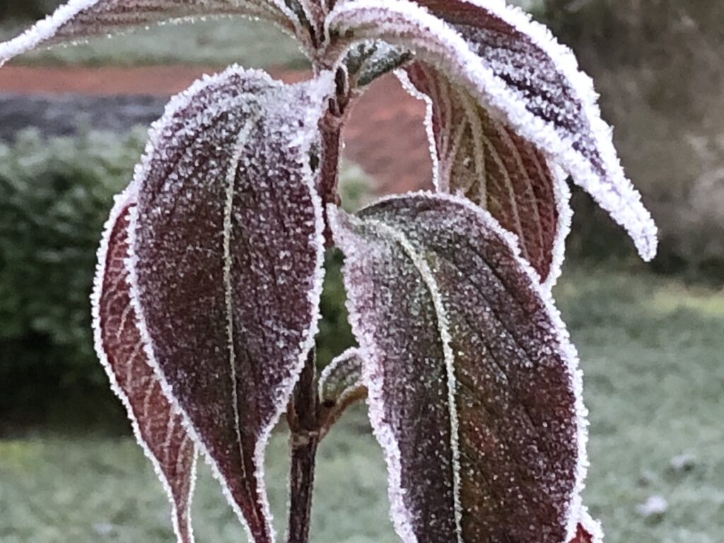 Der erste Frost