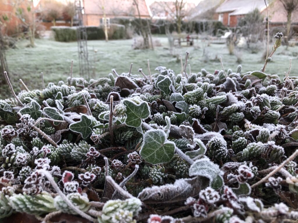 Der erste Frost im Garten Alte Post