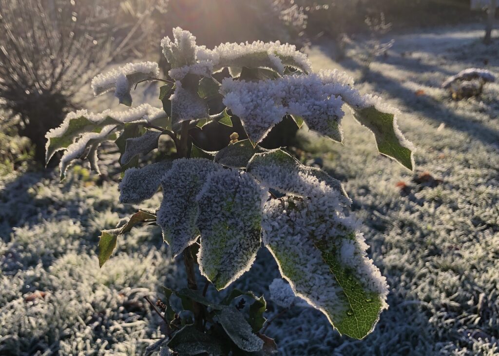 Der erste Frost im Garten Alte Post