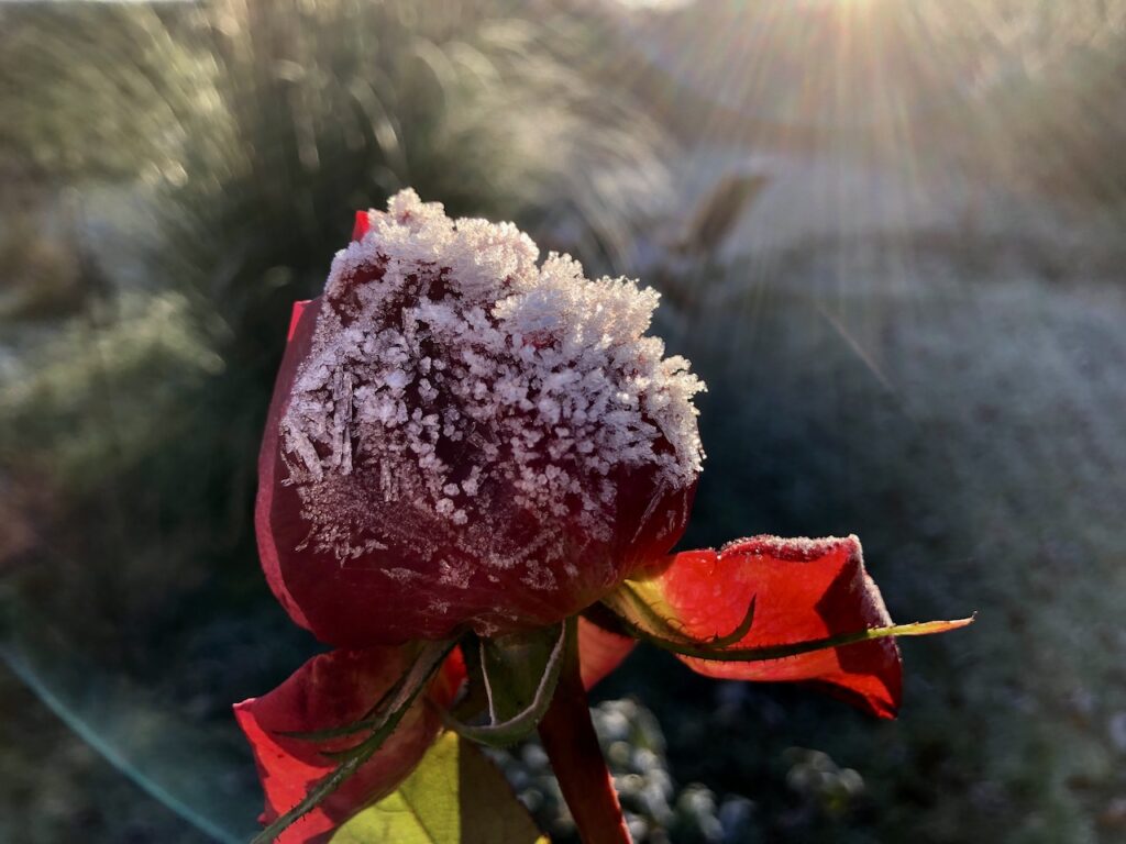 Rosen- Der erste Frost im Garten Alte Post