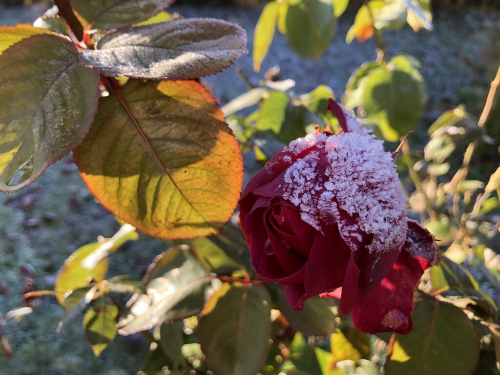 Rosen- Der erste Frost im Garten Alte Post