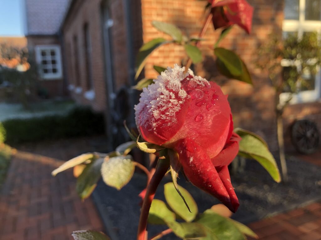 Rosen- Der erste Frost im Garten Alte Post