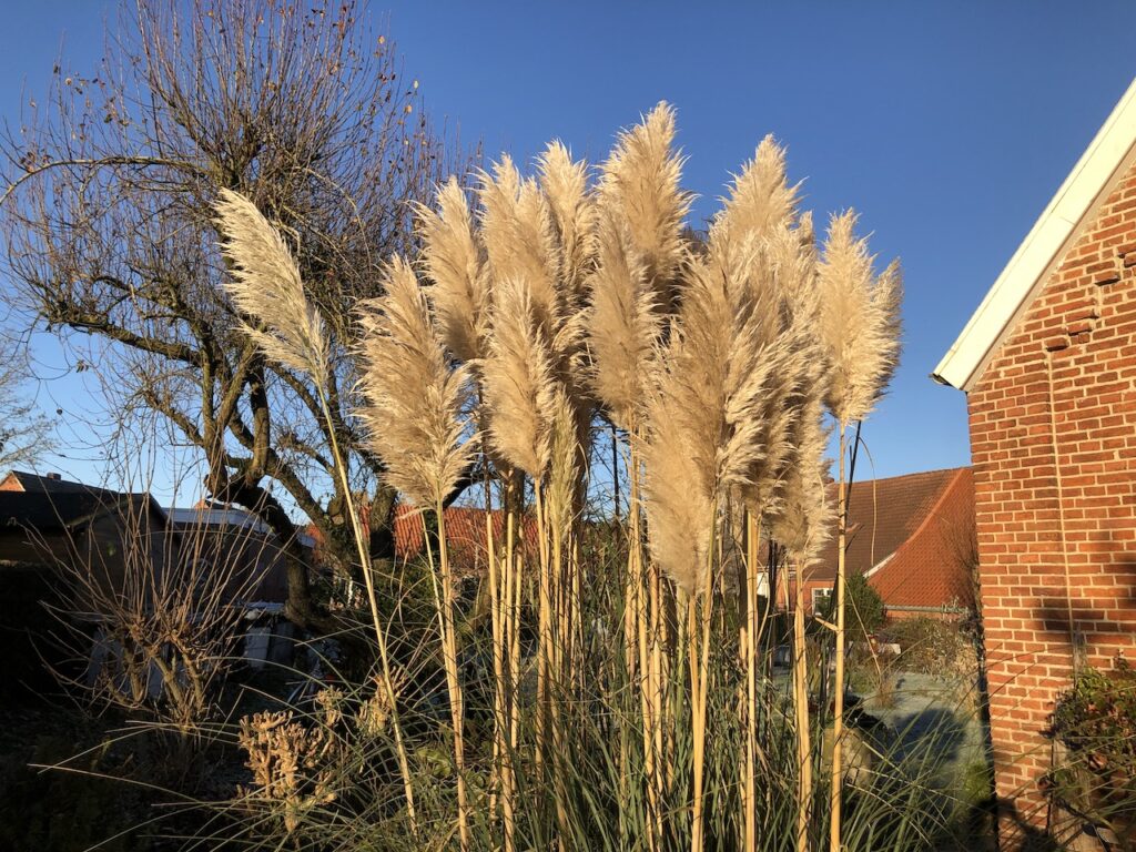 Gräser- Der erste Frost im Garten Alte Post