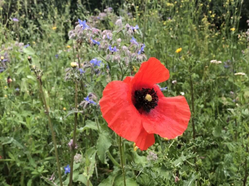 der erste Mohn 