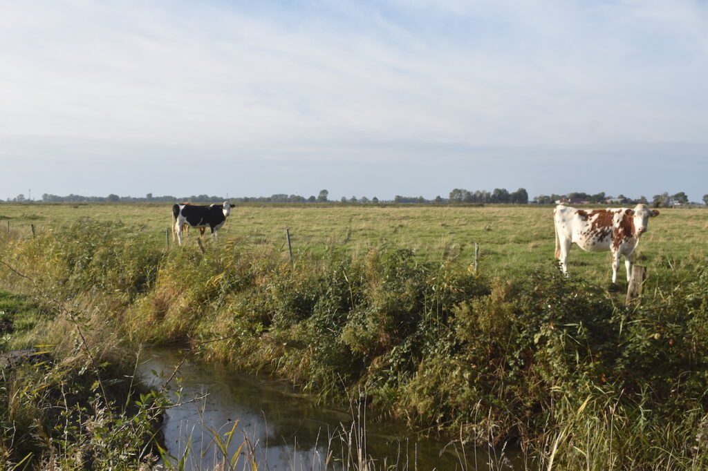 ostfriesische Kühe auf der Weide 