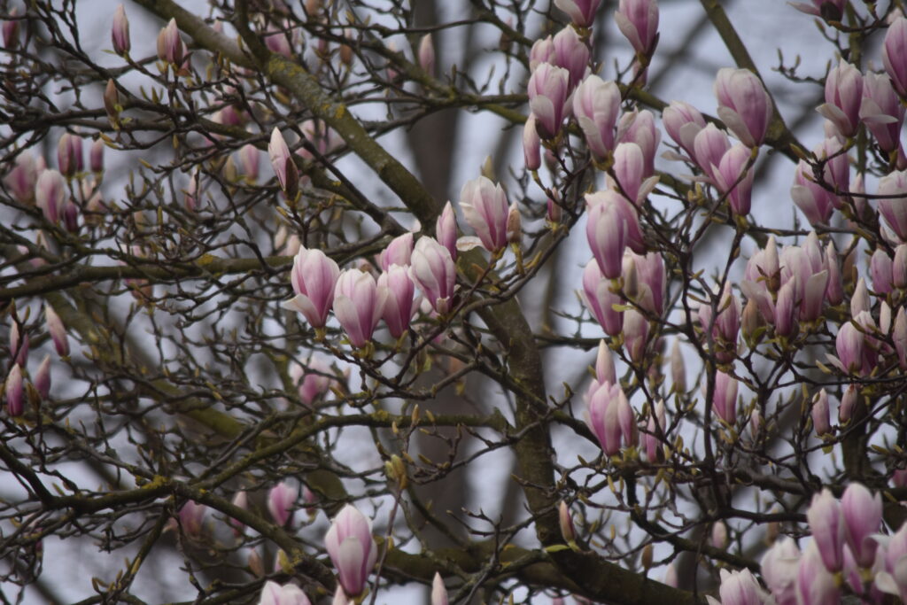 Magnolien blühen 