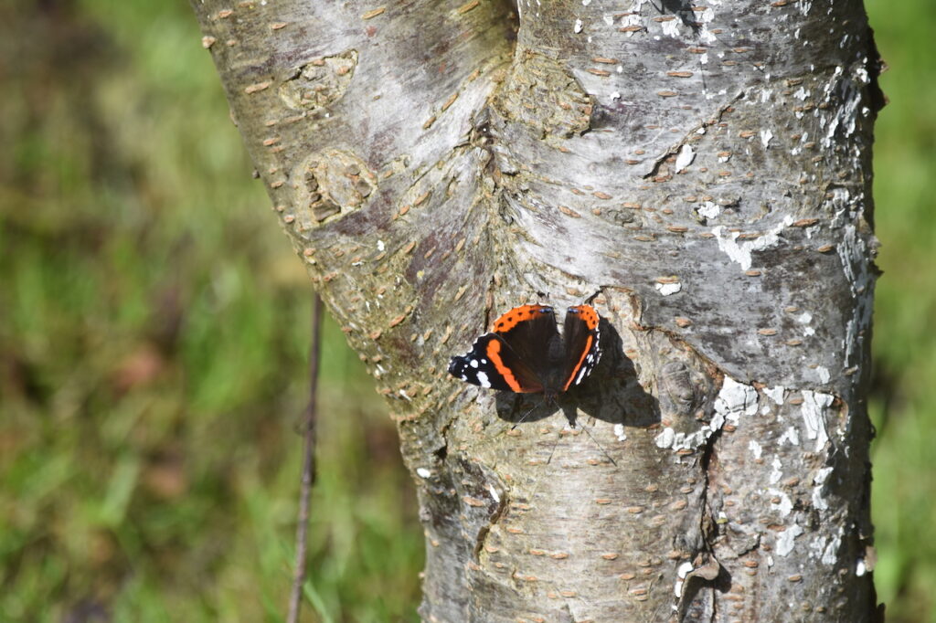 Schmetterling