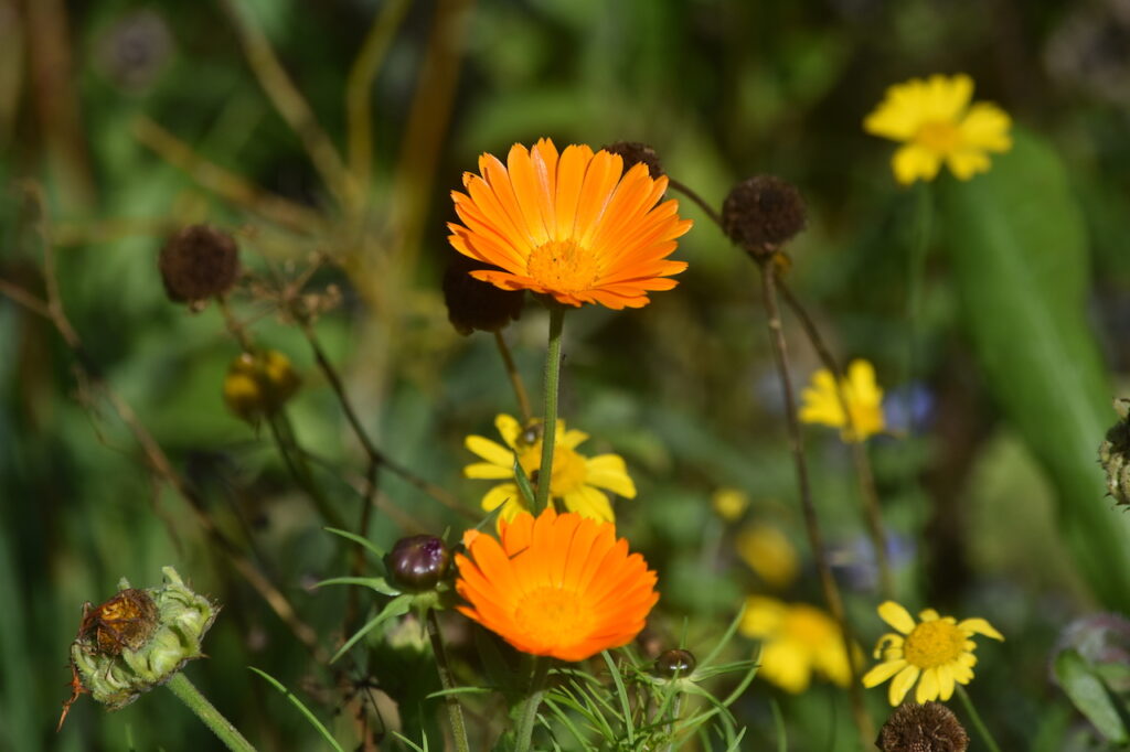 Herbstblüten