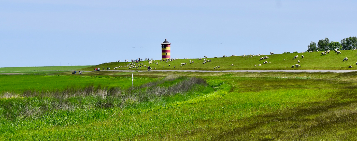 Schafe in Pilsum am Deich und der Otto Turm auf dem Weg nach Greeetsiel