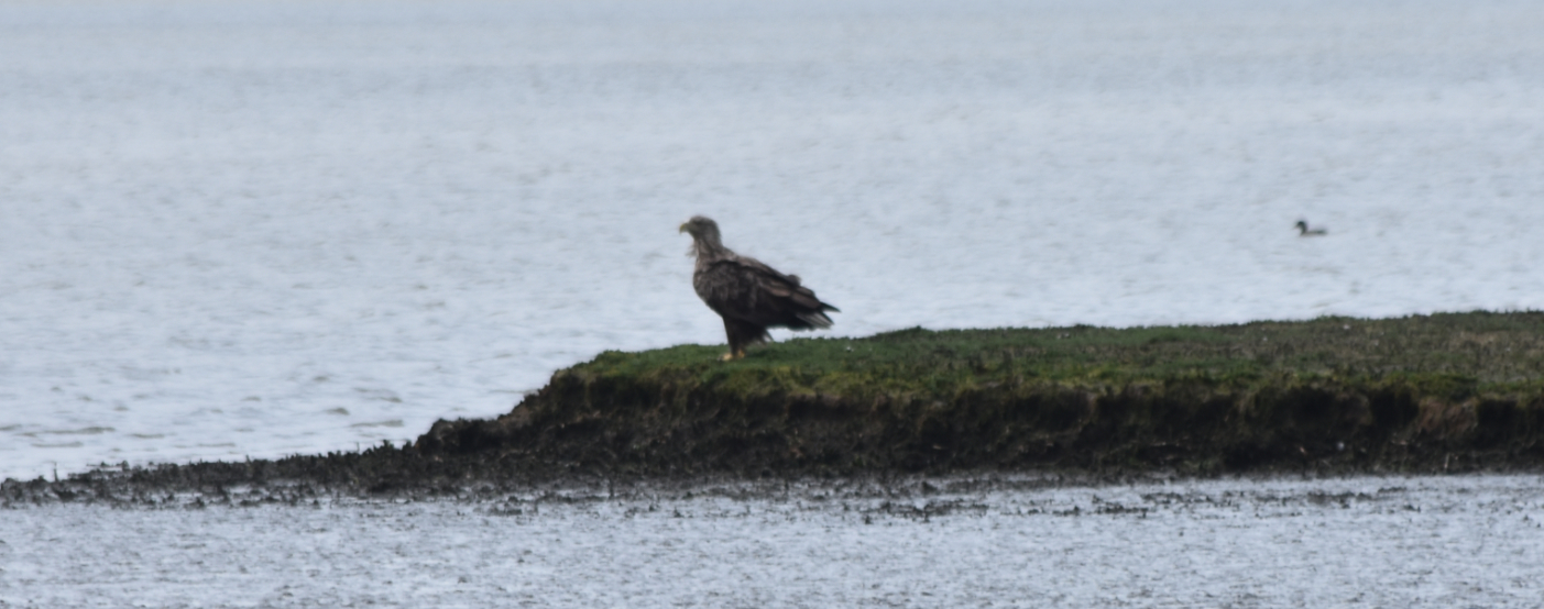 Seeadler an der Fähre in Petkum Emden